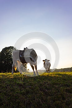 allgau cows at sunset with beams