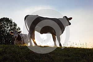 allgau cows at sunset with beams