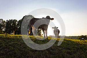 allgau cows at sunset with beams