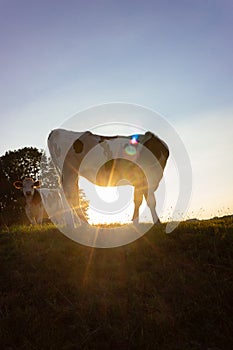 allgau cows at sunset with beams