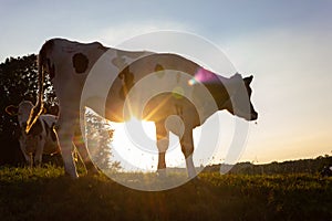 allgau cows at sunset with beams