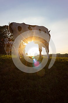 allgau cows at sunset with beams