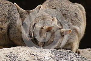 Allied rock-wallabies