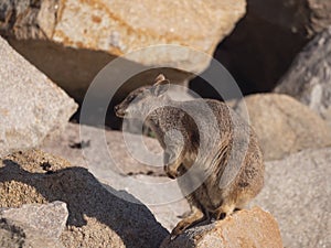 Allied Rock Wallaby sitting on a large rock photo
