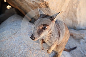 allied rock-wallaby , Petrogale assimilis Magnetic Island in Queensland