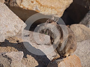 Allied Rock Wallaby standing and smelling the air