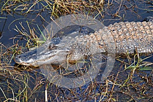 Alligator 1