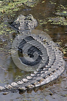 Alligator