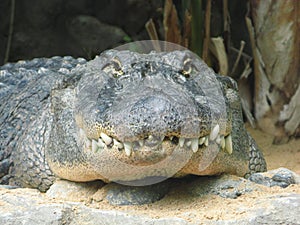 Alligator