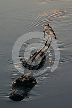 Alligator