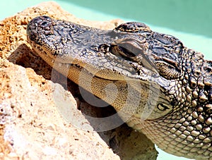 Alligator