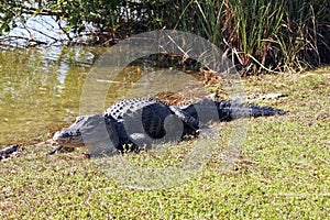 Alligator