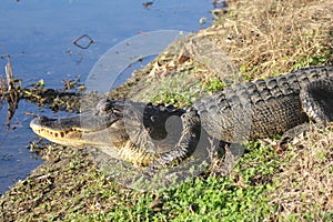 Alligator