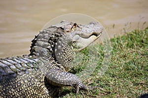 Alligator