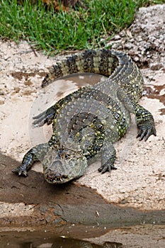 Alligator