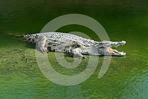 Alligator