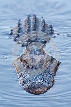 Alligator