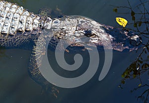 Alligator