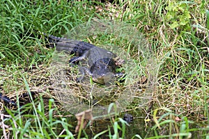 Alligator