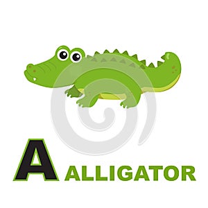 Alligator