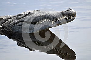 Alligator