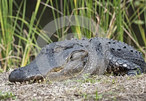 Alligator