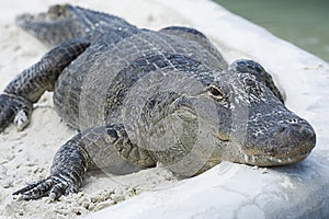 Alligator