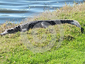 Alligator