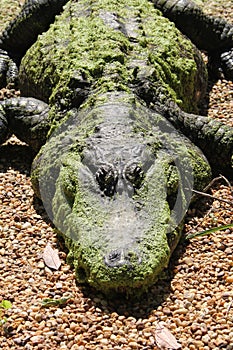 Alligator