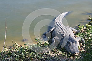 Alligator