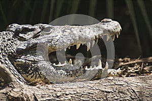 Alligator