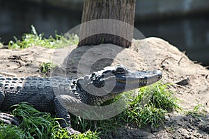 Alligator