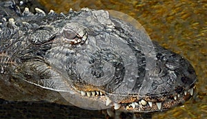 Alligator