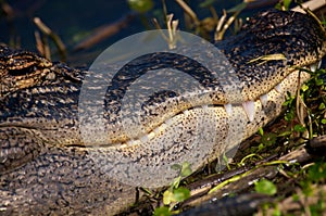 Alligator