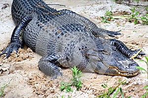 Alligator