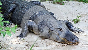 Alligator