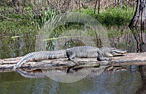 Alligator photo