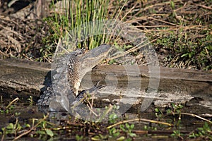 Alligator