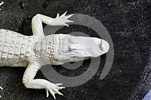 Alligator albino