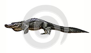 Alligator Alligator mississippiensis