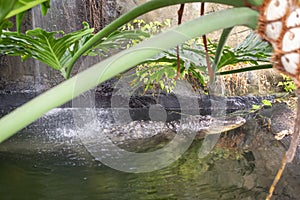 Alligator, Alligator Mississippiensis