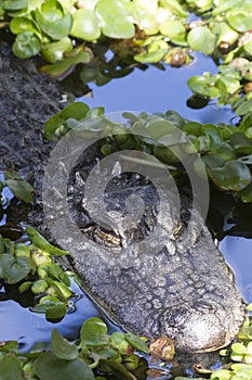 Alligator (Alligator Mississippiensis)