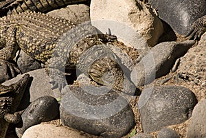 Alligator (Alligator Mississippiensis)