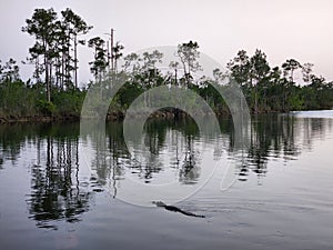 Alligator - Alligator mississippiensis - in Everglades National Park, Florida.