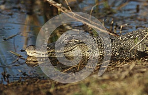 Alligator (Alligator mississippiensis) in swamp