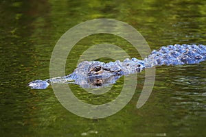 Alligator (Alligator mississippiensis) swimming