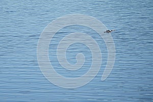 Alligator (Alligator mississippiensis) swimming in the lake