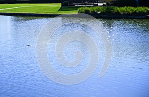 Alligator (Alligator mississippiensis) swimming in the lake next to the residential buildings