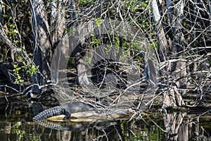 Alligator and an Anhinga sharing space in the Florida everglades.