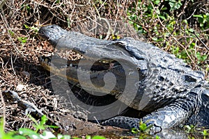 The alligator appears to smile as one of its babies does the same next to her